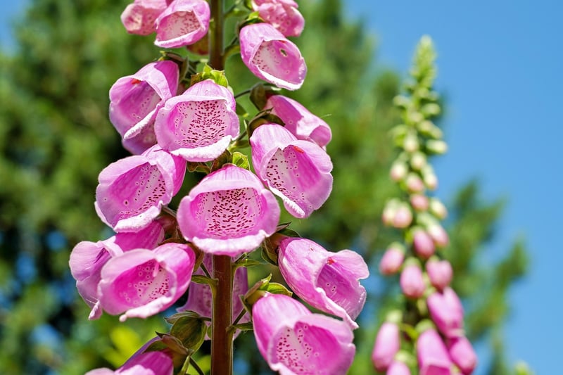 Benefits of Vertical Gardening