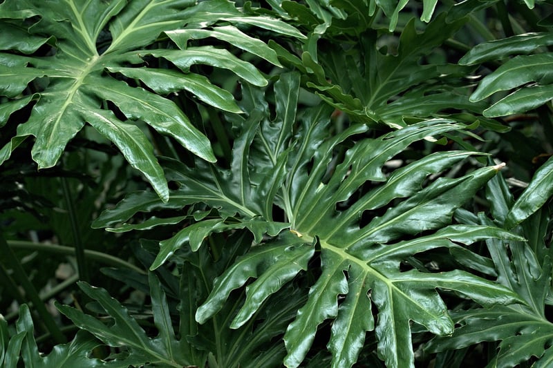 Philodendron Plant